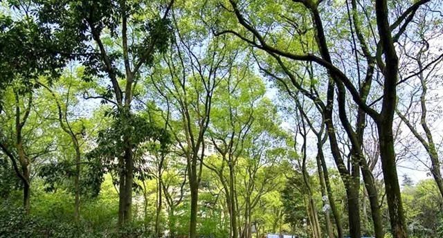 中国高颜值大学巡礼:西南大学,面积超8000亩,学