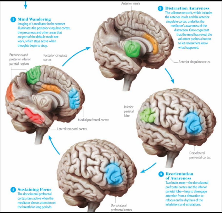 双语|人类大脑30岁才成年?可能你还是宝宝