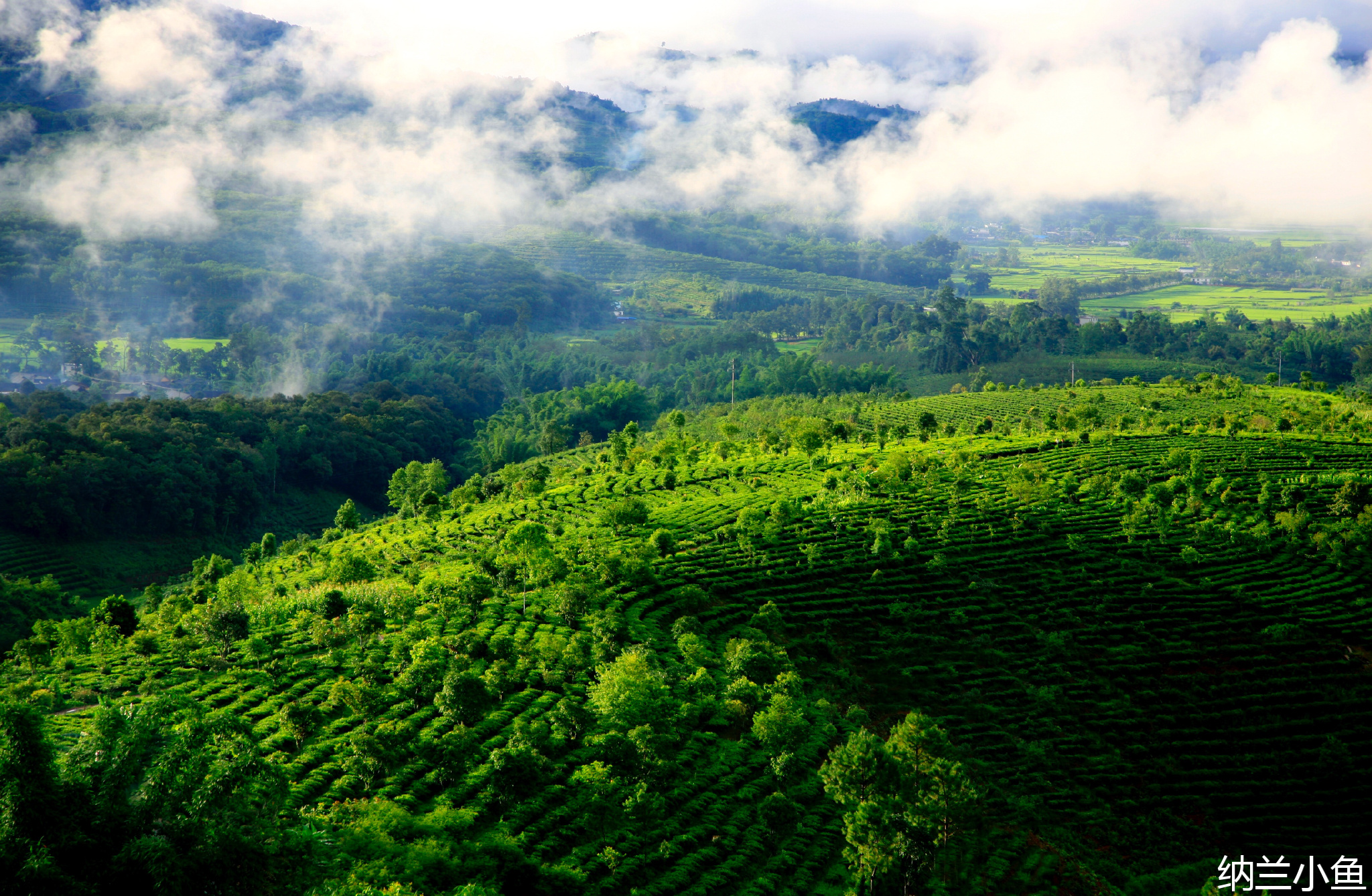 勇闯山路十八弯 去探访世界上最美最壮观的茶山
