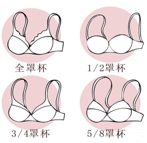 小知识大学问|胸罩|罩杯|乳房_新浪新闻