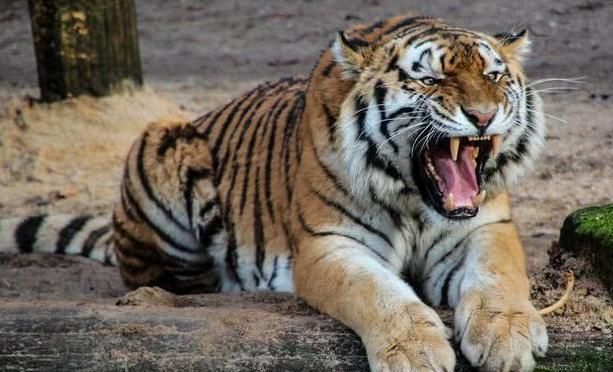 当脑斧的身材还是强壮的时候,这样吼一吼,大家都要抖三抖呢!