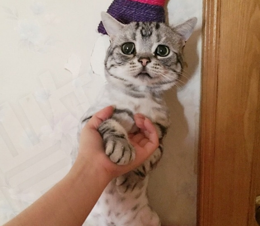 一只总是一副楚楚可怜模样的猫咪,你为何总是如此难过?
