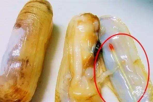 其实这个物体并不是虫子,而是"晶杆",是蛏子