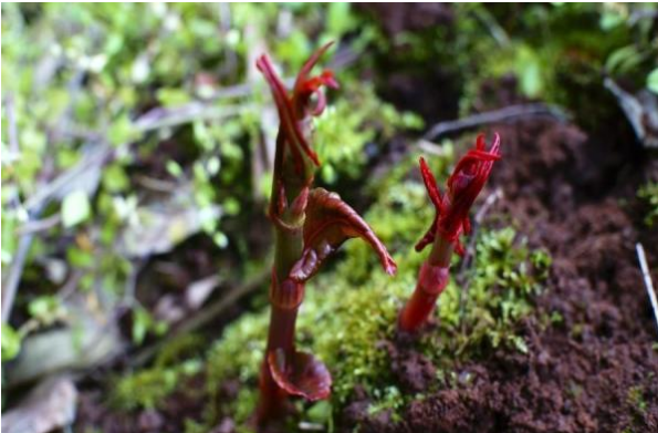 农村的这种植物被称为花斑竹还能当野菜食用