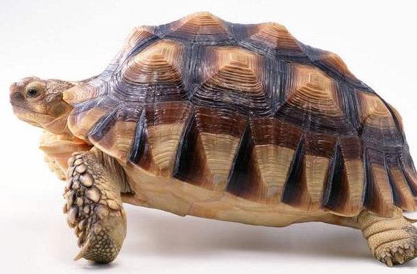腹甲前缘厚实,四肢粗壮呈圆柱形的,这种乌龟比较难养活