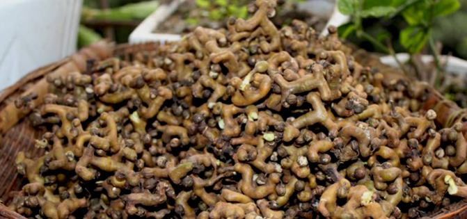 第五种是拐枣,很多老人都说,这种果子吃了之后可以长寿,所以很多小孩