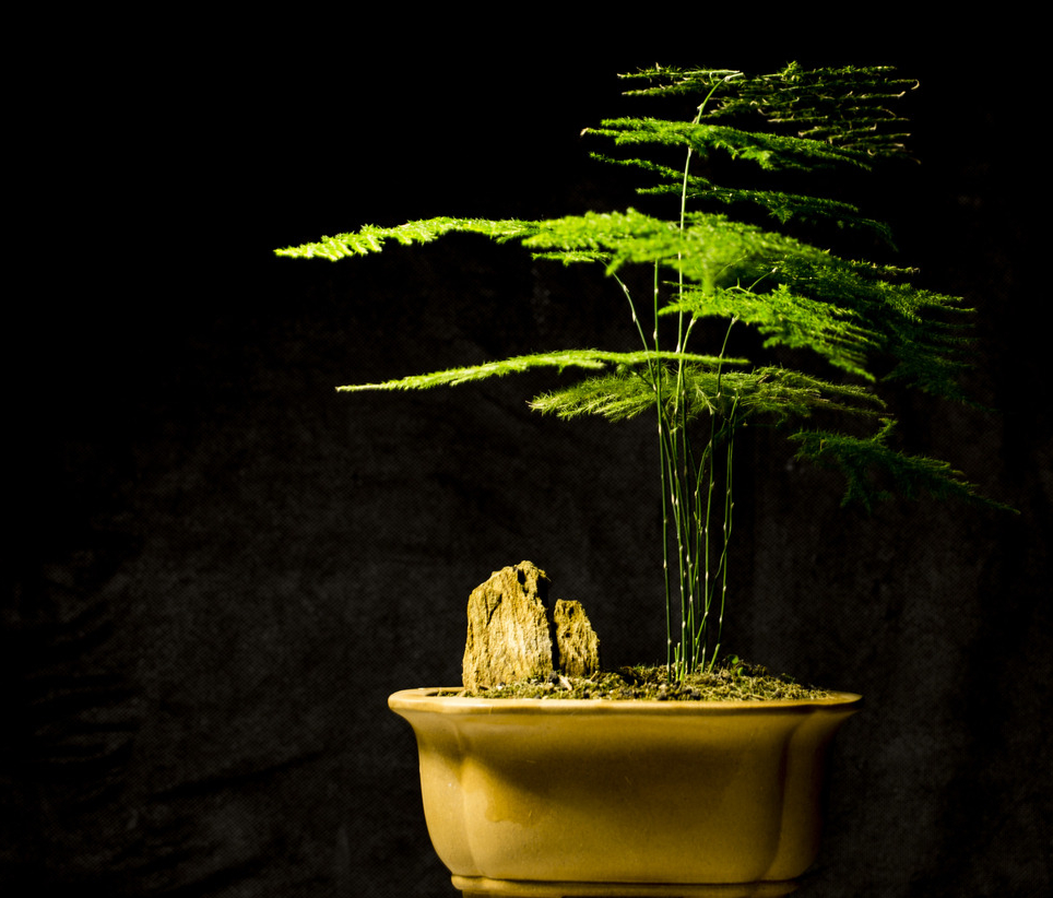 "文人"都爱这3种花卉,显得"家居"更有档次|苔藓|文竹|家居_新浪新闻