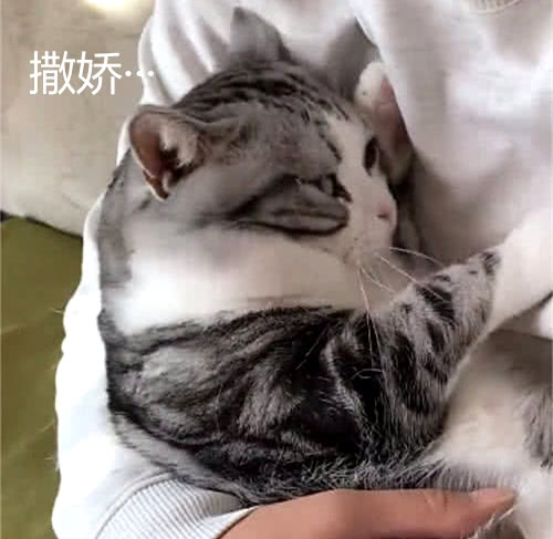 猫咪在男主人怀里撒娇,还不忘眼神挑衅女主人,整得跟合法似的