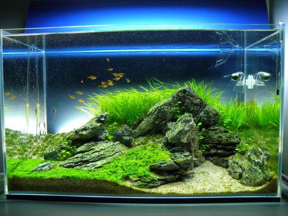 配一个入门级别草缸,60厘米鱼缸该搭配哪些设备?