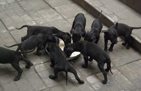 黑狼犬拉稀消化不良怎么办