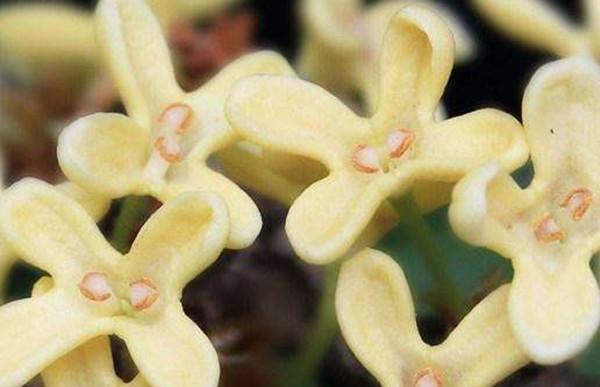 桂花|东风渠|猪油_新浪新闻