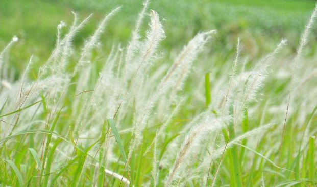 农村遍地都是丝茅草其实是个宝能凉血止血清热利尿