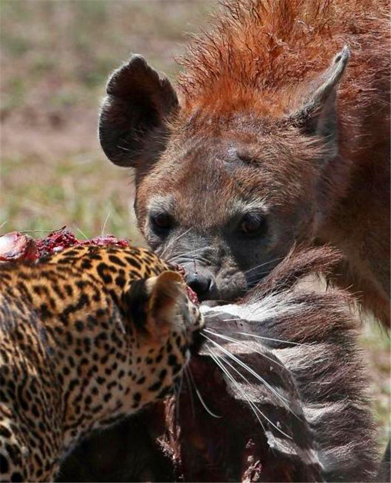 鬣狗和花豹同时争抢食物谁也不让谁,最后这个方法解决,佩服!