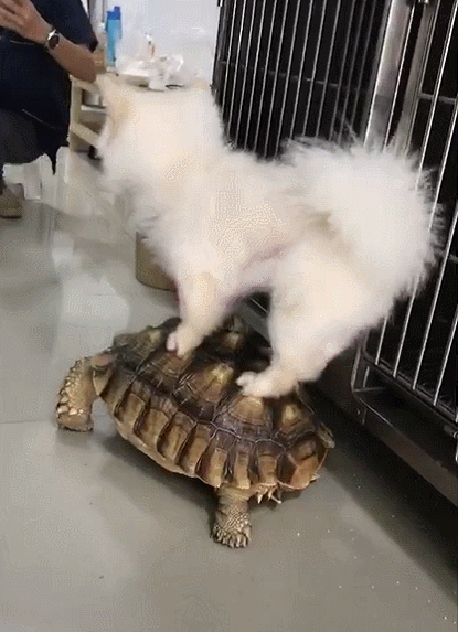 也正因为这个,他家狗狗还成为了网红狗,很多人都对这只狗狗喜欢的不得