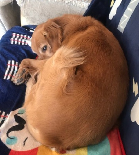 养一只傻傻的金毛是什么体验?铲屎官:我养的不是金毛,是哈士金