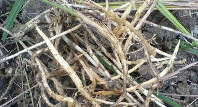 这种植物,根部极为珍贵,人称"钻地龙",遇见请别除掉