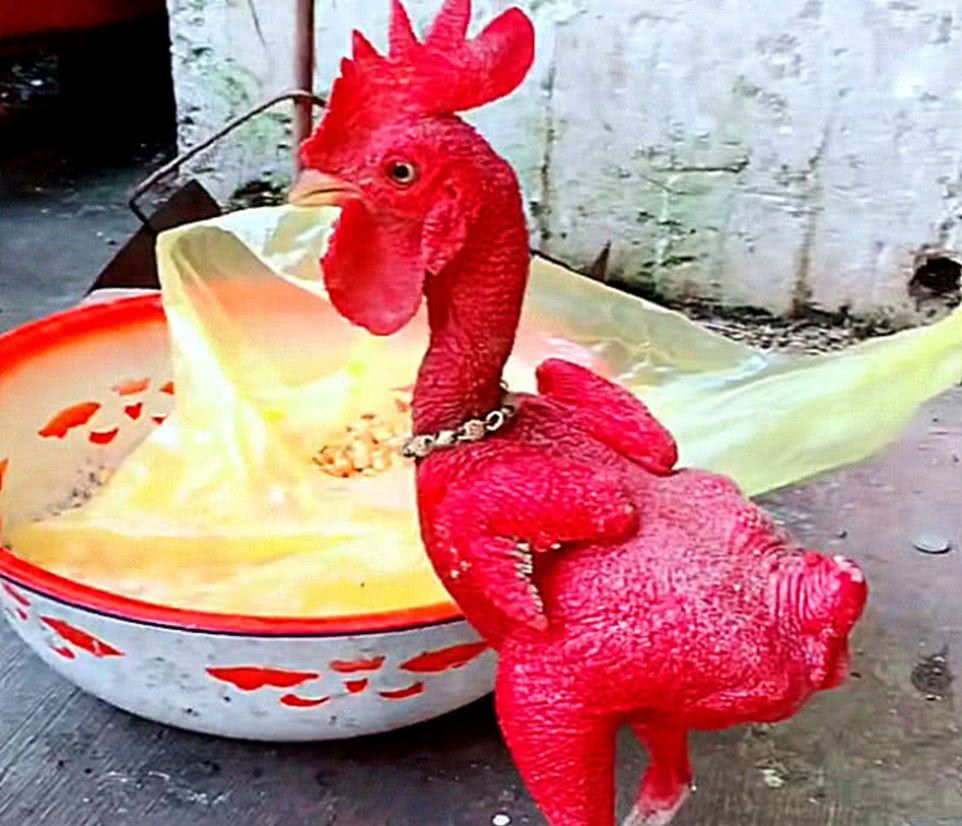 网友家有一只怪宠物鸡,浑身全是红色没有毛,邻居看了都嘲笑它