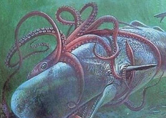 大王乌贼能吃掉巨齿鲨吗?