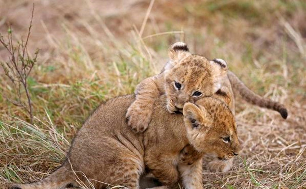 母狮正休息,幼崽在旁边嬉戏,玩到一半时画风突变让人不解|小狮子|幼崽