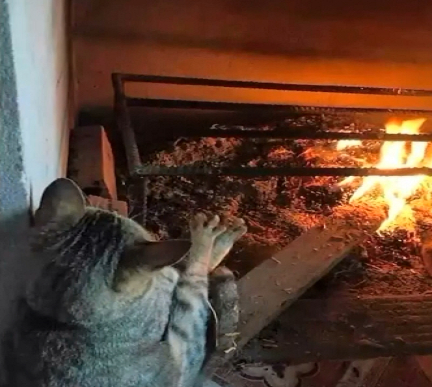 猫咪嫌弃天冷伸脚烤火,喵:请让我的每一根爪子都感受到温暖!