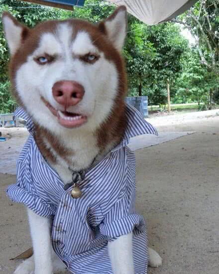 退货|本哈|表情帝_新浪新闻