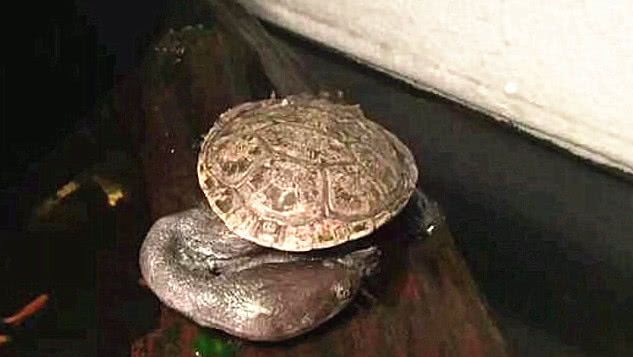 在河边钓鱼,结果叼到一只乌龟,拉起来一看,这脖子不对劲