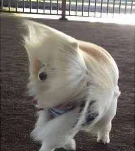 带狗狗出门遛弯 外面风太大狗子在风中凌乱了 没想到越吹越勇