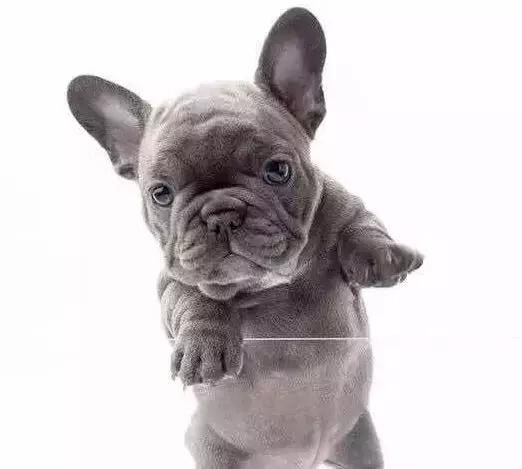 教你挑选一只品相好的法国斗牛犬!