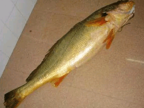 长江刀鱼|鳜鱼|黄唇鱼_新浪新闻