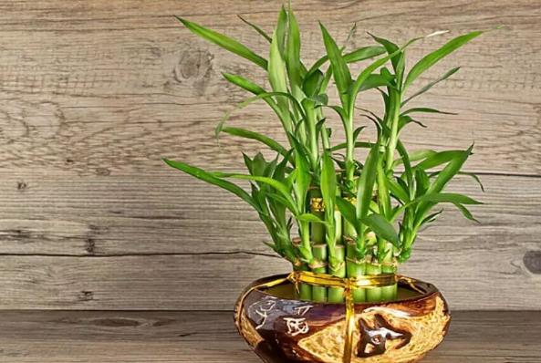 家庭水培的富贵竹,养花讲究技巧,学会技巧,富贵竹自然长的好