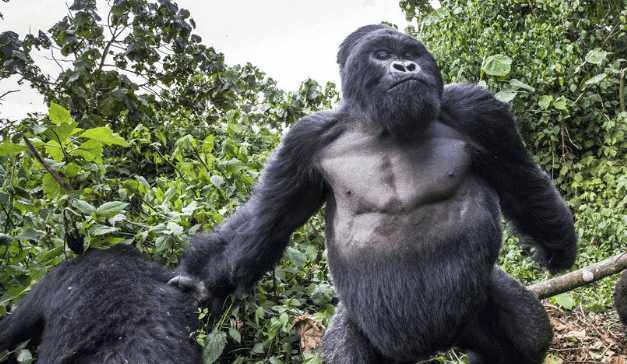 大猩猩喜欢冲着游客捶胸口,这到底是什么意思?今天算是了解了