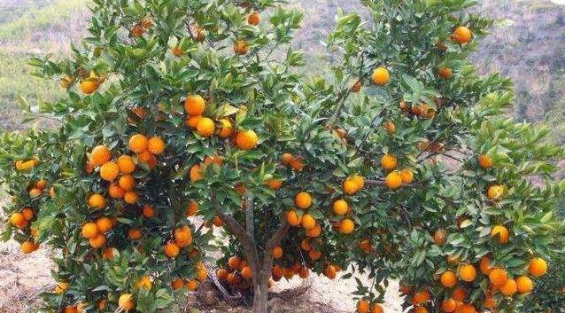 这两种果树挂果时都很漂亮,可观可食用,养几盆冬季就有水果吃了