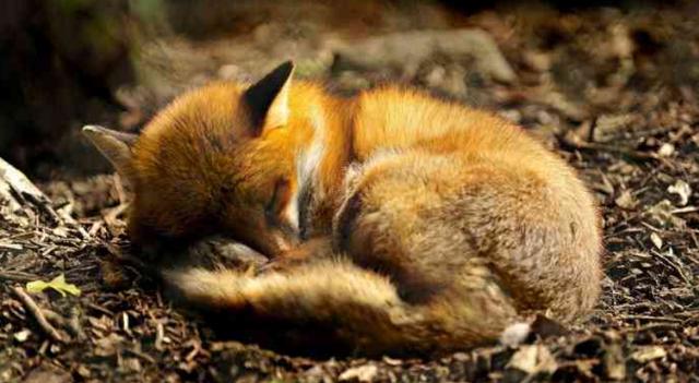 小狐狸一大早就来床边撒娇,网友:长得这般迷人,让我无法自拔!