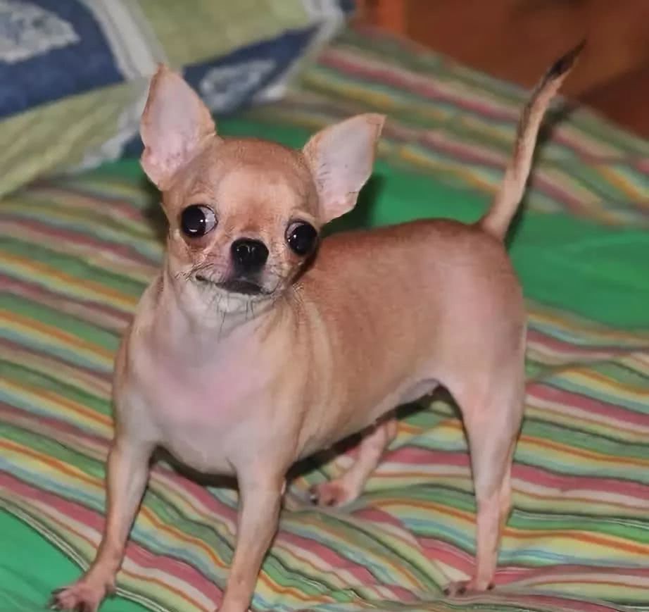 主人患有老年痴呆,可怜的吉娃娃被饿到骨瘦如柴,最终