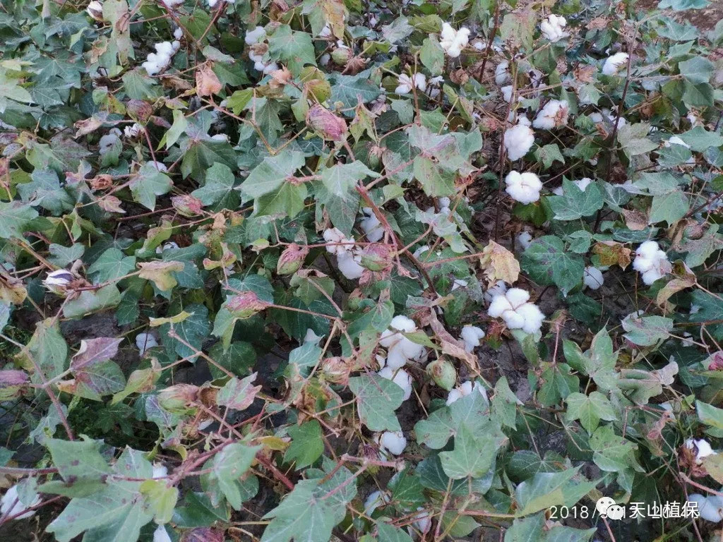 棉花叶片脱落了,为什么棉桃还不吐絮