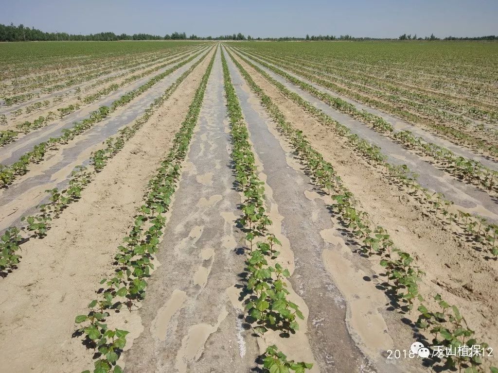 种植棉花如何选择品种?什么时候适合播种?如何预防病虫害