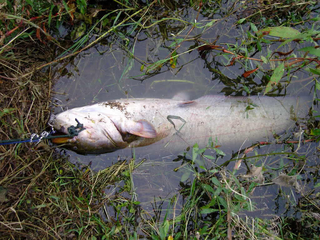 一条重27斤的大口鲶,累的钓鱼人大汗淋漓