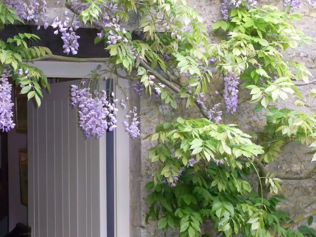 在院子里种出开满整个墙壁的紫藤花,掌握这些技巧就足够了