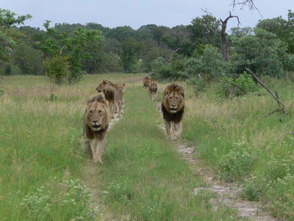 这时候马库鲁虽然又成了一名流浪汉,但是它已经不是