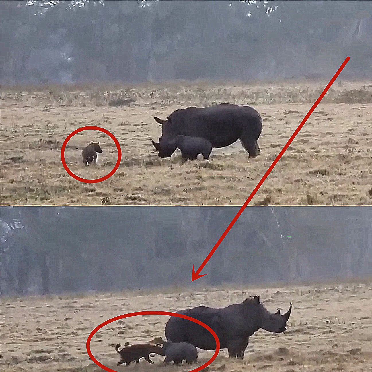 鬣狗捕食小犀牛,激怒犀牛妈妈后,结局出乎意料,网友:太狠了!