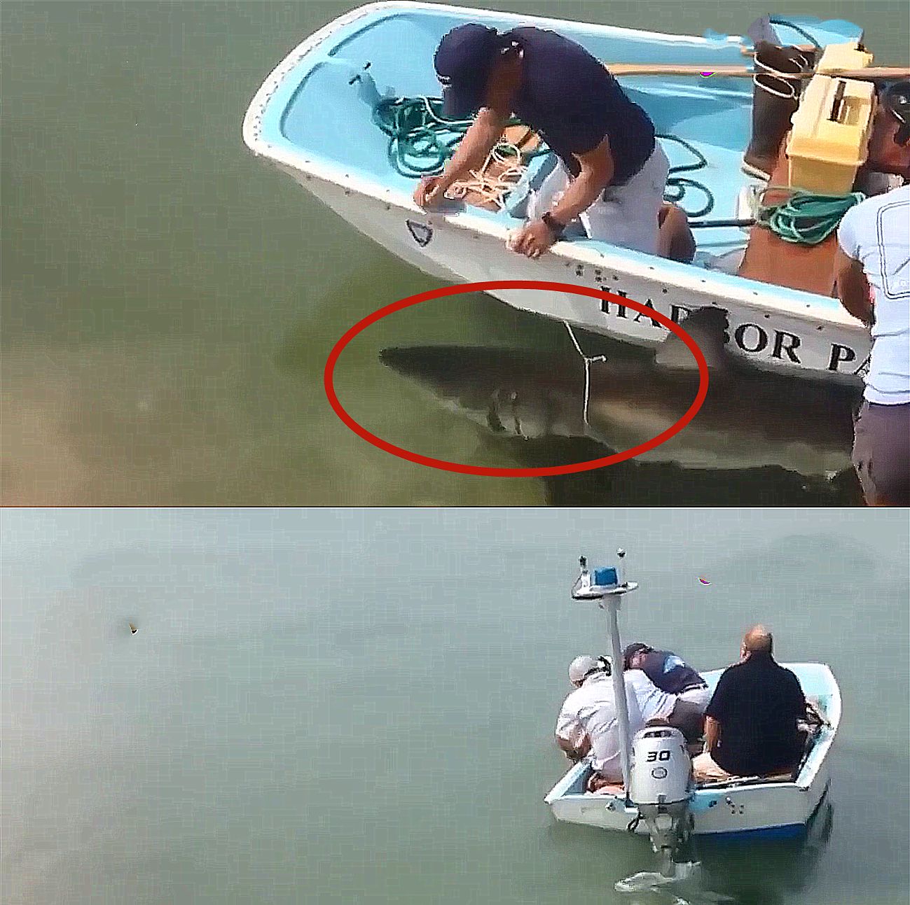 大白鲨在沙滩上搁浅,为了拯救它男子开来快艇,结果却令人意外!