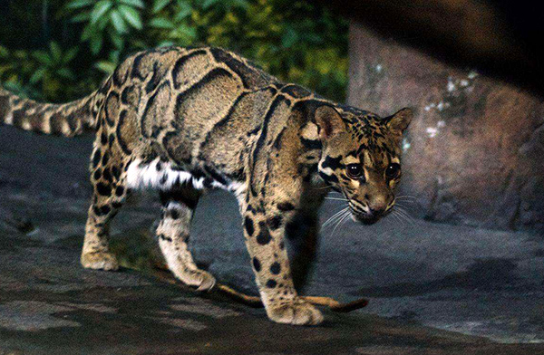 已经宣布灭绝的台湾云豹为何又疑似在台湾被发现