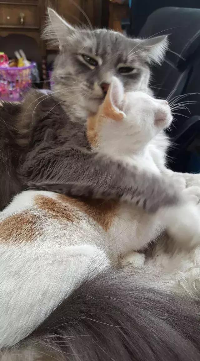 暖冬小确幸从猫咪的抱抱开始