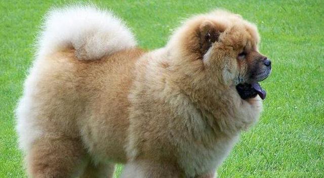 地球上10大最适合家养的中型犬,金毛第四,哈士奇第二,边牧榜首