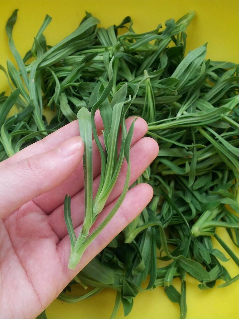 长在麦田里的"面条菜",过去被当作害草除掉,现在却成特色菜