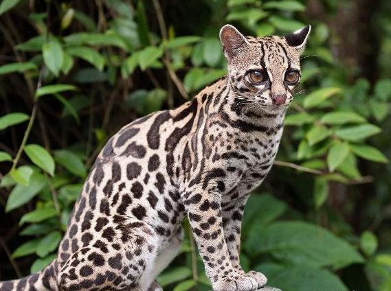 霸气侧漏的猫!可以在树上生活一辈子,想养的是真飘了