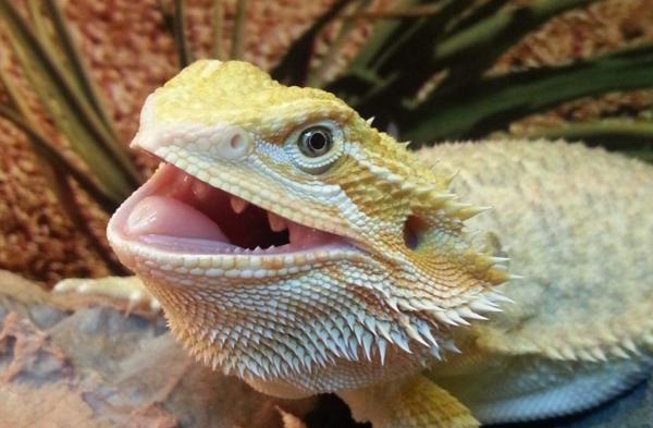 喜欢异宠?那这三款常见的家养蜥蜴就不要错过了!可爱还好养!