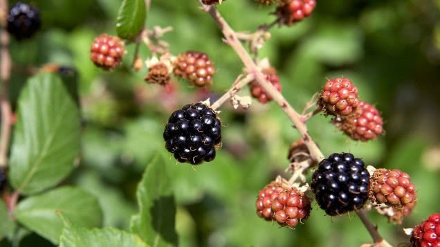 这种生长在山上的"鸡屎泡",满满都是童年回忆,如今价值珍贵