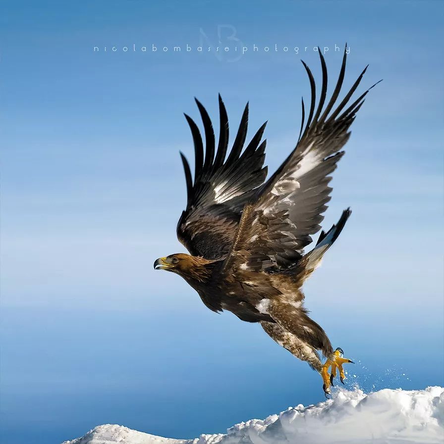 鸟类摄影|雄鹰展翅