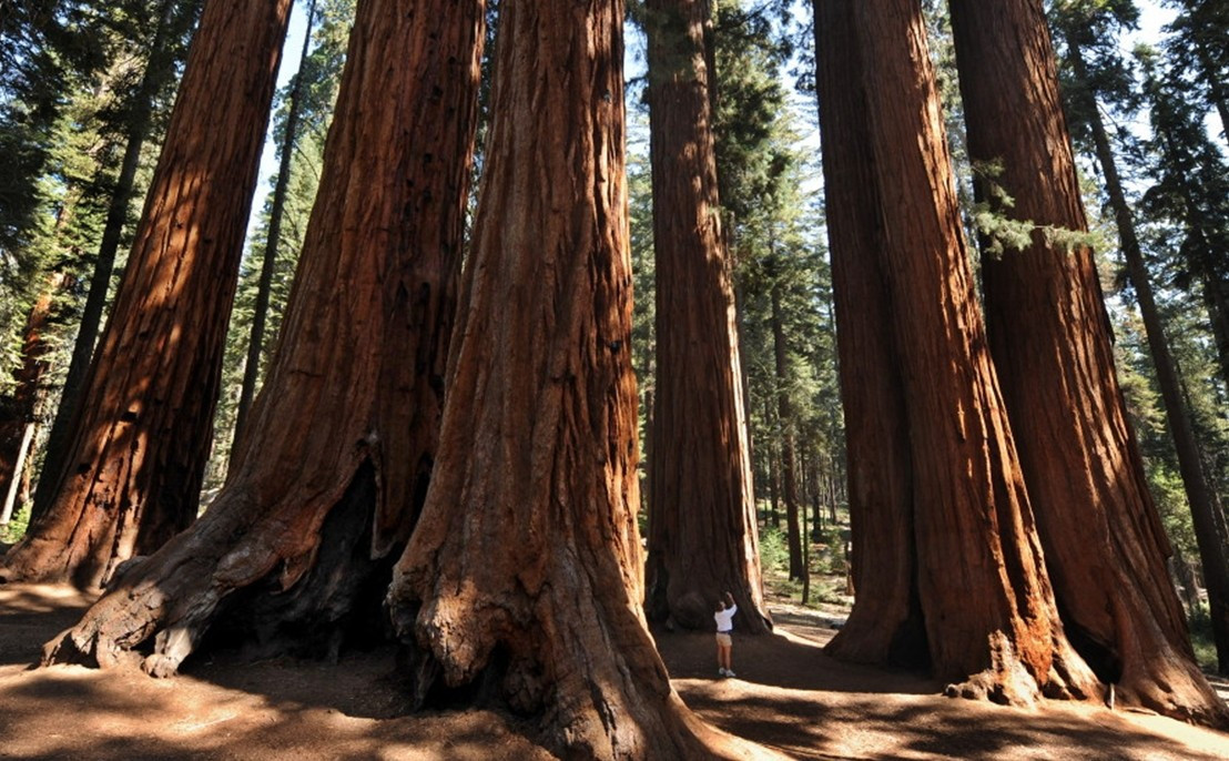 石化森林: 讲述自然界地质变迁的故事|石化|莱斯沃斯|化石_新浪网